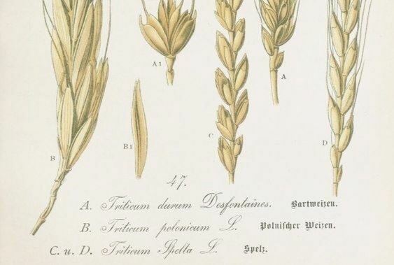 Buğdayın Tarihi